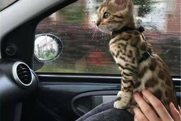 我可以带一只猫坐火车和一只宠物猫坐公共汽车吗?